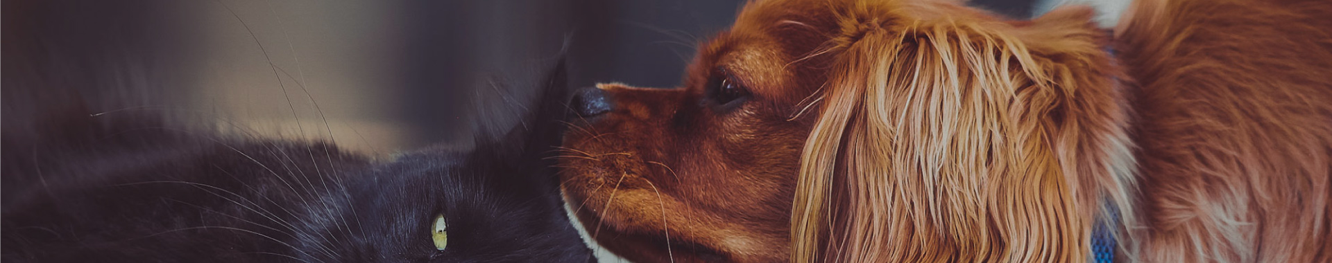 שאלות ותשובות