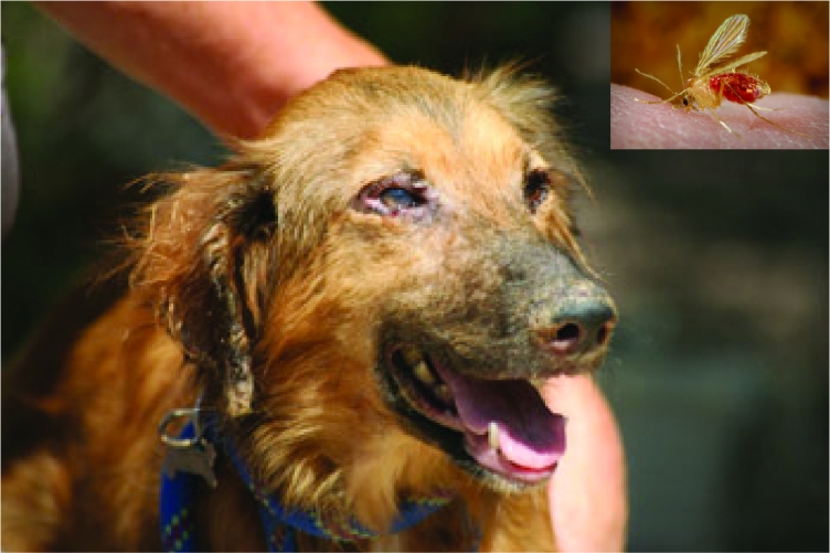 לישמניה בכלבים