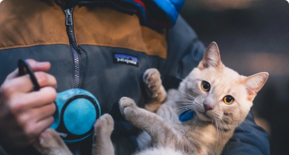 חג חנוכה שמח – אבל האם גם החתול חושב כך?