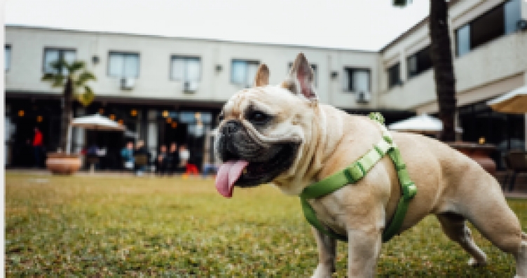 כיצד להתמודד עם פרעושים על החתול ובסביבתו?