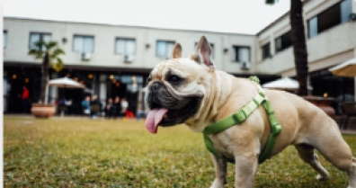 כיצד להתמודד עם פרעושים על החתול ובסביבתו?