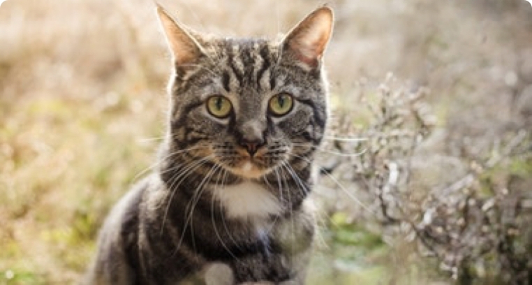 החתול והווטרינר – טיפים להורדת סטרס